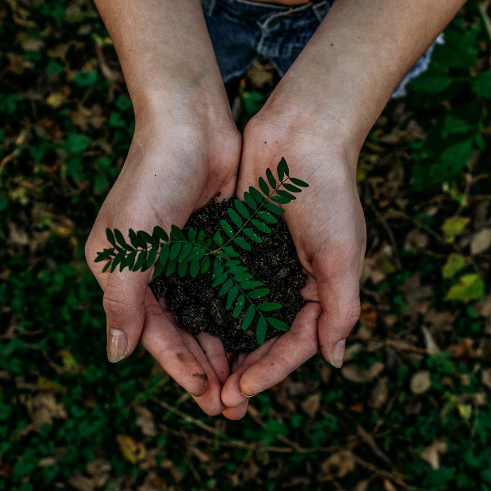 le mani di una ragazz che tengono della terra con una piccola pianta appena nata